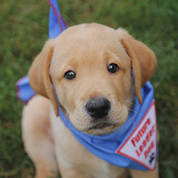 Event Home: Lions Clubs - We Serve